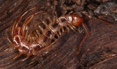Lithobiidae by (c) Bastien Le Mort, some rights reserved (CC BY), uploaded by Bastien Le Mort. Used under a CC-BY license.