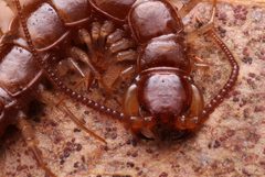 Lithobiidae by (c) Matthew Lindsey, some rights reserved (CC BY), uploaded by Matthew Lindsey. Used under a CC-BY license.