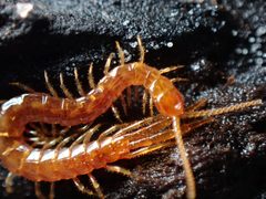 Cryptops hortensis by (c) W Rao, some rights reserved (CC BY), uploaded by W Rao. Used under a CC-BY license.
