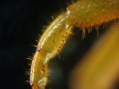 Cryptops hortensis by (c) Nathan T. Jones, some rights reserved (CC BY), uploaded by Nathan T. Jones. Used under a CC-BY license.