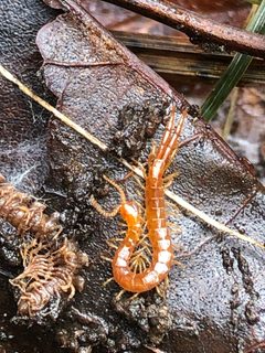 Cryptops leucopodus by (c) Mark, some rights reserved (CC BY), uploaded by Mark. Used under a CC-BY license.