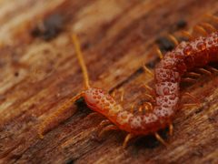 Cryptopidae by (c) Alexis Tinker-Tsavalas, some rights reserved (CC BY), uploaded by Alexis Tinker-Tsavalas. Used under a CC-BY license.