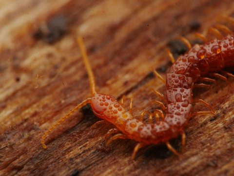 Cryptopidae by (c) Alexis Tinker-Tsavalas, some rights reserved (CC BY), uploaded by Alexis Tinker-Tsavalas. Used under a CC-BY license.