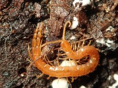 Cryptopidae by (c) Alexis Tinker-Tsavalas, some rights reserved (CC BY), uploaded by Alexis Tinker-Tsavalas. Used under a CC-BY license.
