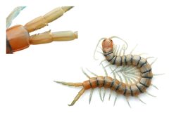 Scolopendra polymorpha by (c) Evrytte Carlson, some rights reserved (CC BY), uploaded by Evrytte Carlson. Used under a CC-BY license.