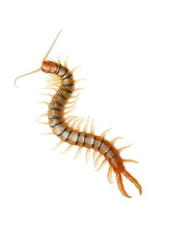 Scolopendra polymorpha by (c) Evrytte Carlson, some rights reserved (CC BY), uploaded by Evrytte Carlson. Used under a CC-BY license.
