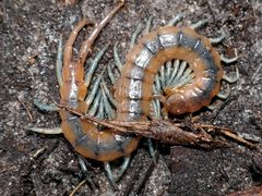 Scolopendra viridis by (c) Kai Squires, some rights reserved (CC BY), uploaded by Kai Squires. Used under a CC-BY license.