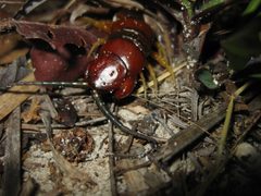 Scolopendra alternans by (c) Kevin Judge, some rights reserved (CC BY), uploaded by Kevin Judge. Used under a CC-BY license.