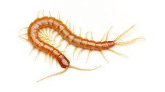 Scolopocryptops gracilis by (c) Evrytte Carlson, some rights reserved (CC BY), uploaded by Evrytte Carlson. Used under a CC-BY license.
