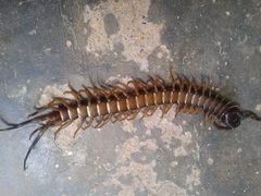 Scolopocryptops by (c) Jean Martins, some rights reserved (CC BY), uploaded by Jean Martins. Used under a CC-BY license.