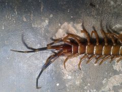 Scolopocryptops by (c) Jean Martins, some rights reserved (CC BY), uploaded by Jean Martins. Used under a CC-BY license.
