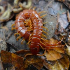 Scolopocryptops by (c) John Hibbard, some rights reserved (CC BY), uploaded by John Hibbard. Used under a CC-BY license.