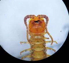 Scolopocryptops nigridius by (c) Derek Hennen, some rights reserved (CC BY), uploaded by Derek Hennen. Used under a CC-BY license.