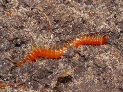 Scolopocryptops sexspinosus by (c) Matt Muir, some rights reserved (CC BY), uploaded by Matt Muir. Used under a CC-BY license.