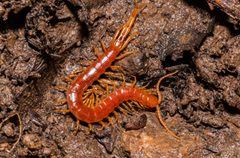 Scolopocryptops spinicaudus by (c) Jeremiah Degenhardt, some rights reserved (CC BY), uploaded by Jeremiah Degenhardt. Used under a CC-BY license.