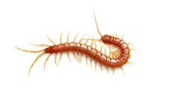 Scolopocryptops spinicaudus by (c) Evrytte Carlson, some rights reserved (CC BY), uploaded by Evrytte Carlson. Used under a CC-BY license.