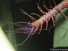 Scutigeridae by (c) Gee, some rights reserved (CC BY). Used under a CC-BY license.