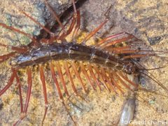 Scutigeridae by (c) Gee, some rights reserved (CC BY). Used under a CC-BY license.