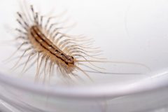 Scutigera coleoptrata by (c) Kyle Elshoff, some rights reserved (CC BY), uploaded by Kyle Elshoff. Used under a CC-BY license.
