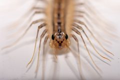 Scutigera coleoptrata by (c) Kyle Elshoff, some rights reserved (CC BY), uploaded by Kyle Elshoff. Used under a CC-BY license.