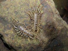 Thereuonema tuberculata by (c) geosesarma, some rights reserved (CC BY), uploaded by geosesarma. Used under a CC-BY license.