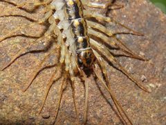 Thereuonema tuberculata by (c) geosesarma, some rights reserved (CC BY), uploaded by geosesarma. Used under a CC-BY license.