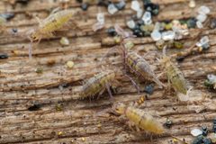 Entomobrya unostrigata by (c) Pete Lypkie, some rights reserved (CC BY), uploaded by Pete Lypkie. Used under a CC-BY license.