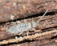 Entomobrya unostrigata by no rights reserved, uploaded by Jesse Rorabaugh. Used under a CC0 license.