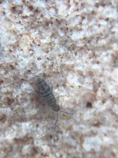 Entomobrya zona by (c) Jared Shorma, some rights reserved (CC BY), uploaded by Jared Shorma. Used under a CC-BY license.