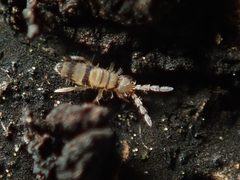 Entomobrya by (c) Alexis, some rights reserved (CC BY). Used under a CC-BY license.
