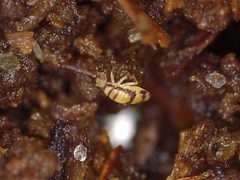 Entomobrya by (c) Donald Hobern, some rights reserved (CC BY). Used under a CC-BY license.