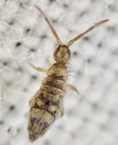 Entomobrya by (c) Paul Cook, some rights reserved (CC BY), uploaded by Paul Cook. Used under a CC-BY license.