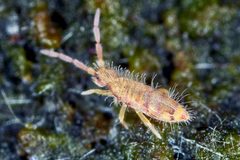 Entomobrya nicoleti by (c) Philippe  Garcelon, some rights reserved (CC BY). Used under a CC-BY license.