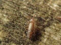 Willowsia nigromaculata by (c) Alexis Tinker-Tsavalas, some rights reserved (CC BY), uploaded by Alexis Tinker-Tsavalas. Used under a CC-BY license.