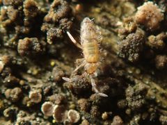 Willowsia nigromaculata by (c) Alexis Tinker-Tsavalas, some rights reserved (CC BY), uploaded by Alexis Tinker-Tsavalas. Used under a CC-BY license.