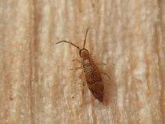 Willowsia nigromaculata by (c) Alexis Tinker-Tsavalas, some rights reserved (CC BY), uploaded by Alexis Tinker-Tsavalas. Used under a CC-BY license.