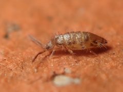 Willowsia nigromaculata by (c) Alexis Tinker-Tsavalas, some rights reserved (CC BY), uploaded by Alexis Tinker-Tsavalas. Used under a CC-BY license.