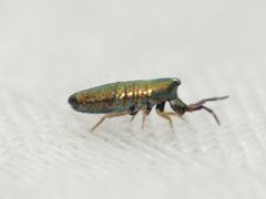 Lepidocyrtus paradoxus by (c) Dan MacNeal, some rights reserved (CC BY), uploaded by Dan MacNeal. Used under a CC-BY license.