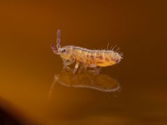 Isotomurus by (c) Rupert Lees, some rights reserved (CC BY), uploaded by Rupert Lees. Used under a CC-BY license.