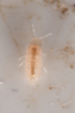 Oncopodura by (c) Trevor Van Loon, いくつかの権利を保有 (CC BY), Trevor Van Loon によって投稿されました. Used under a CC-BY license.