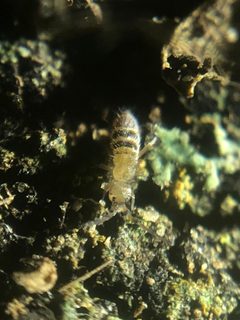 Orchesella alpa by (c) Jared Shorma, some rights reserved (CC BY), uploaded by Jared Shorma. Used under a CC-BY license.