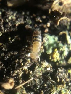 Orchesella alpa by (c) Jared Shorma, some rights reserved (CC BY), uploaded by Jared Shorma. Used under a CC-BY license.