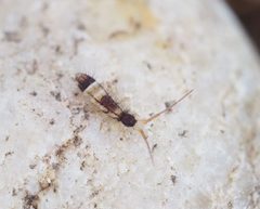 Orchesellinae by (c) carnifex, some rights reserved (CC BY), uploaded by carnifex. Used under a CC-BY license.