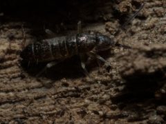 Pogonognathellus bidentatus by (c) Zakqary Roy, some rights reserved (CC BY), uploaded by Zakqary Roy. Used under a CC-BY license.