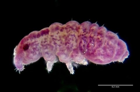 Brachystomella by (c) Don Loarie, some rights reserved (CC BY), uploaded by Don Loarie. Used under a CC-BY license.