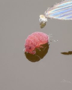 Brachystomella by (c) Rupert Lees, some rights reserved (CC BY), uploaded by Rupert Lees. Used under a CC-BY license.