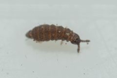 Ceratophysella denticulata by (c) Pete Lypkie, いくつかの権利を保有 (CC BY), Pete Lypkie によって投稿されました. Used under a CC-BY license.