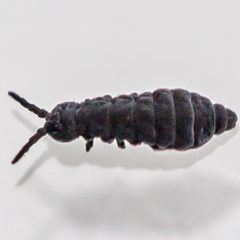 Hypogastrura harveyi by (c) Bill Keim, some rights reserved (CC BY). Used under a CC-BY license.