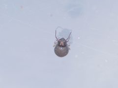 Bourletiella hortensis by (c) Alexis Tinker-Tsavalas, some rights reserved (CC BY), uploaded by Alexis Tinker-Tsavalas. Used under a CC-BY license.