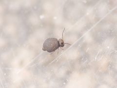Bourletiella hortensis by (c) Alexis Tinker-Tsavalas, some rights reserved (CC BY), uploaded by Alexis Tinker-Tsavalas. Used under a CC-BY license.